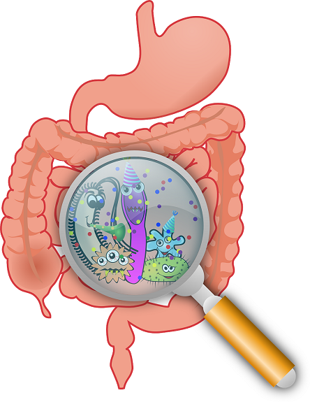 Bariatric Surgery & Gut Bacteria